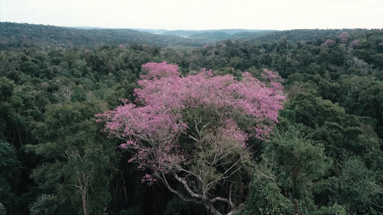un magnífico árbol de lapacho rosa se encuentra en medio de la exuberante jungla