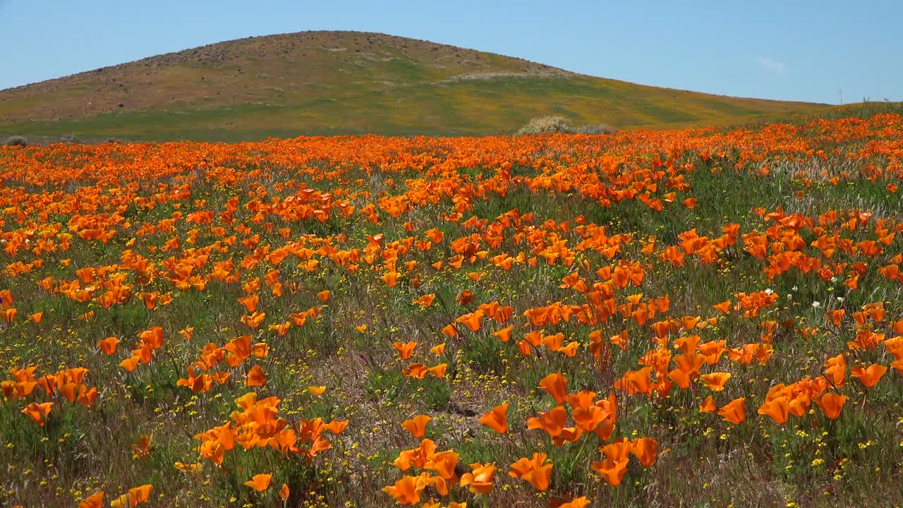 캘리포니아 양귀비 야생화의 아름다운 오렌지 필드