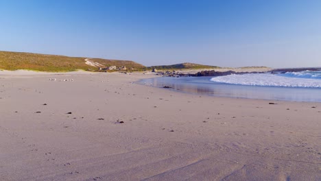 Man-runs-with-arms-in-air-scaring-away-resting-seagulls-on-beach