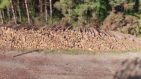 stacked logs in a forest