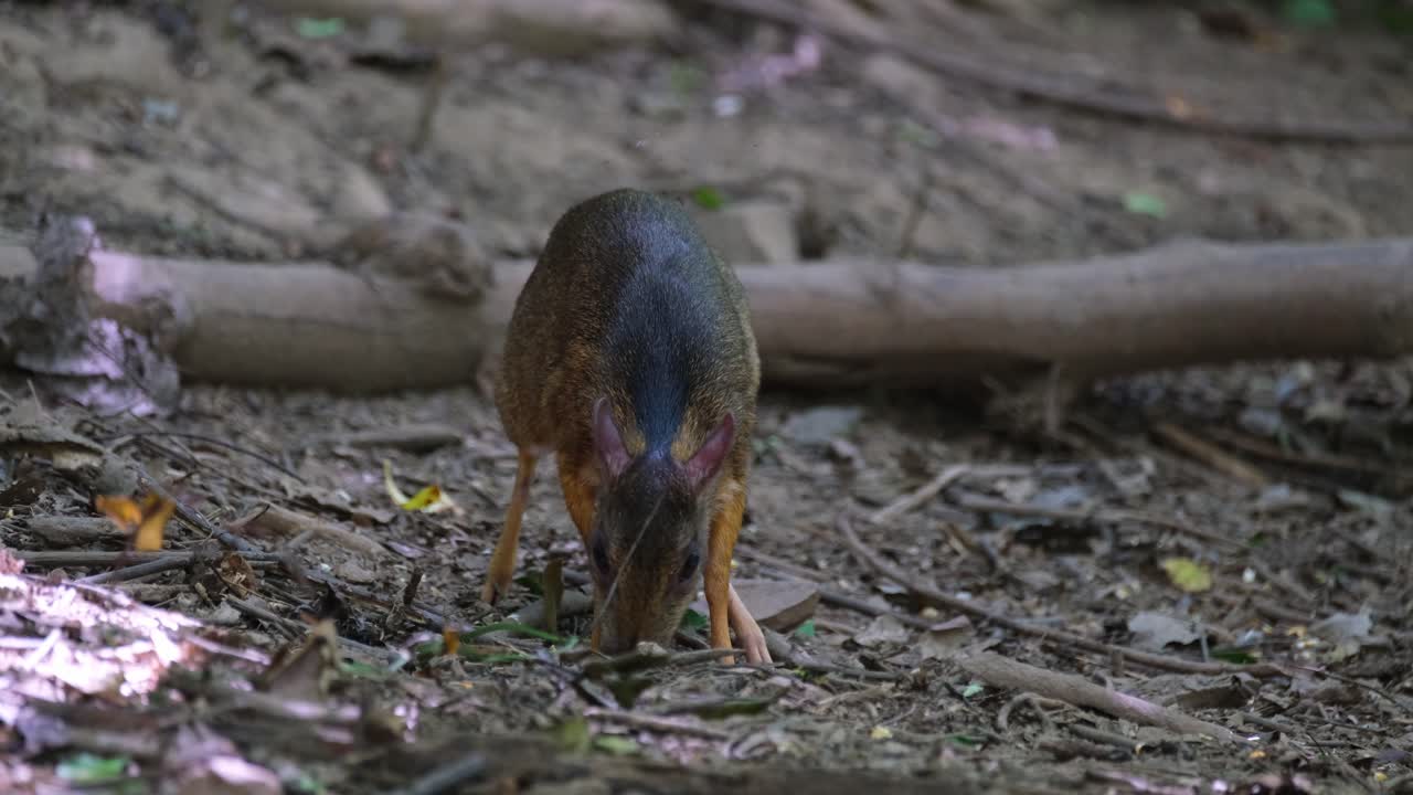 buscando algo de comida caído en el suelo mientras mira hacia arriba de vez en cuando sólo para estar a salvo, ratón menor-ciervo tragulus kanchil, tailandia