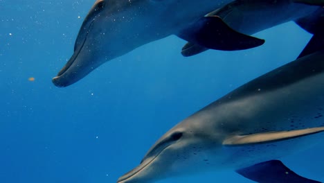 un grupo de delfines de nariz de botella atravesando elegantemente el océano cristalino - foto submarina