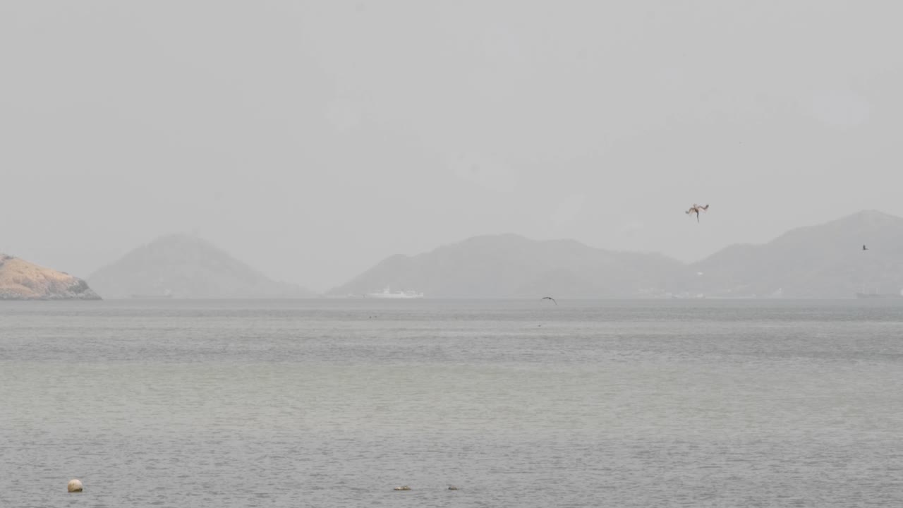 Gorgeous slow motion shot of a Gannet diving for fish on a beach
