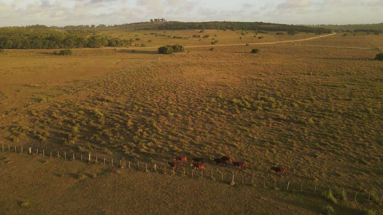 mandria di mucche che cammina su un grande campo al tramonto