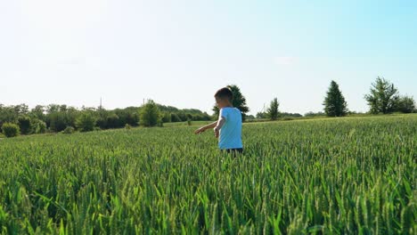 handsome little boy in a wheat field