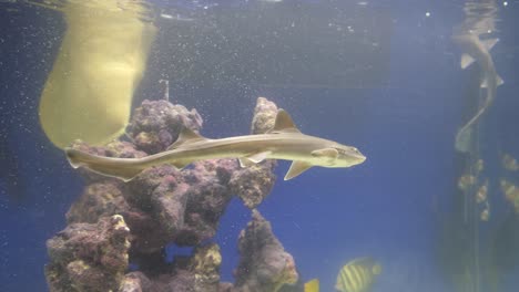 un sabueso oscuro, un cazón o un tiburón perro nadando en un acuario