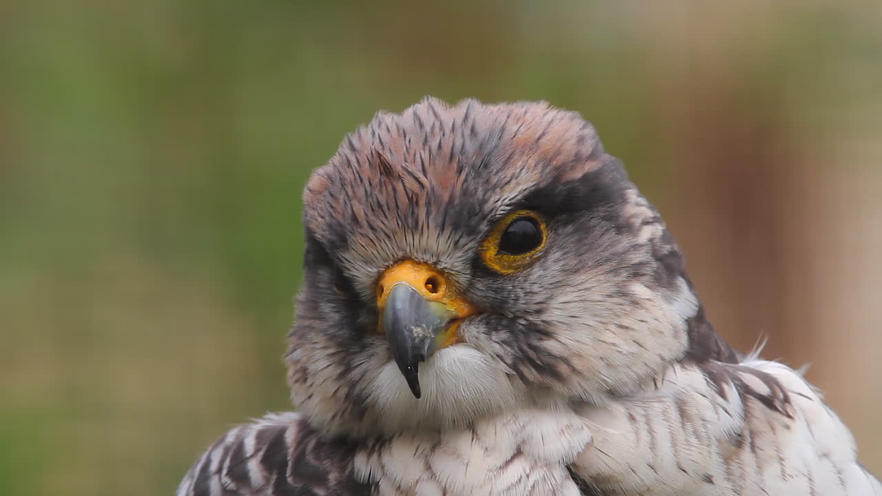 얼굴을 가까이 귀여운 등 팔콘 머리를 회전