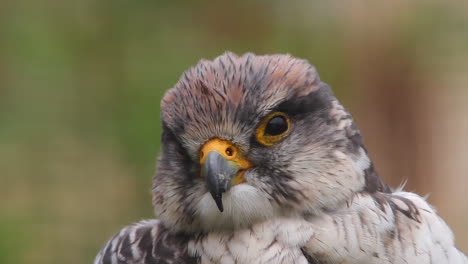Close up face Cute Lanner Falcon turns head