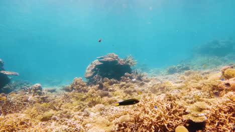 Filmische-Zeitlupen-Unterwasseraufnahme-Eines-Korallenriffs-Mit-Vorbeischwimmenden-Fischen-In-Klarem-Und-Hellem-Wasser-In-4K,-120-Fps,-Slomo