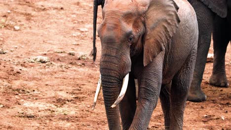 Young-African-Elephant-At-Aberdare-National-Park-In-Kenya