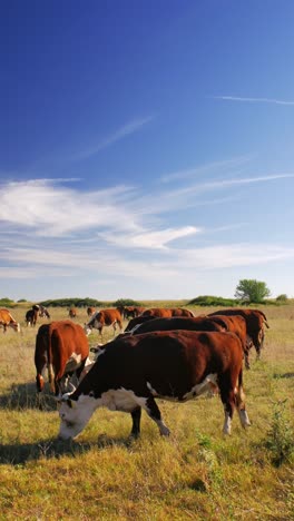 This-idyllic-rural-setting-reflects-the-simple-beauty-of-nature-and-the-quiet-harmony-of-farm-life,-where-the-cows-move-leisurely,-enjoying-their-day-in-the-sun