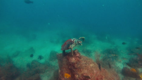 Una-Hermosa-Tortuga-Carey-Volando-Sobre-El-Lecho-Marino-De-Coral---Bajo-El-Agua