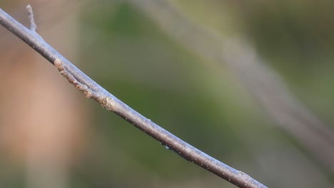 Eastern-bluebird-perched-on-a-twig,-Majestic-colorful-bird,-Close-up-Shot