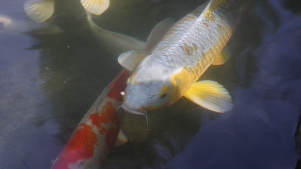los coloridos peces koi se deslizan con gracia en el agua