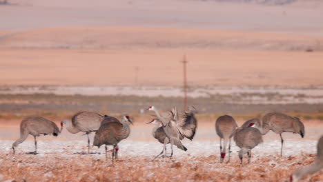 la grúa de arenisca en migración aterrizando en el campo con otras grúas