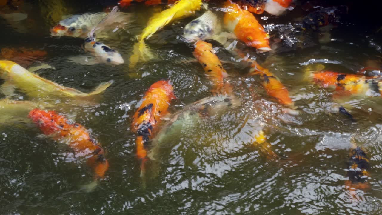 A lively scene of koi fish competing for food in a serene garden pond.