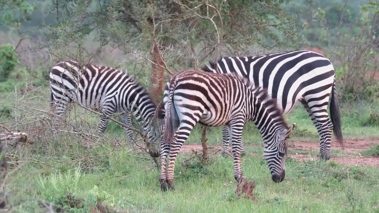 Zebra delle pianure che si gratta il manto pruriginoso su un piccolo albero con altre due che pascolano dietro. Equus Quagga in Uganda, Africa orientale. Ampia, a mano libera