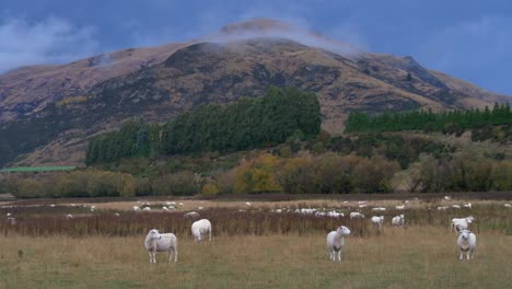 Sheep-in-a-paddock-in-New-Zealand-with-a-storm-brewing-behind-the-mountain