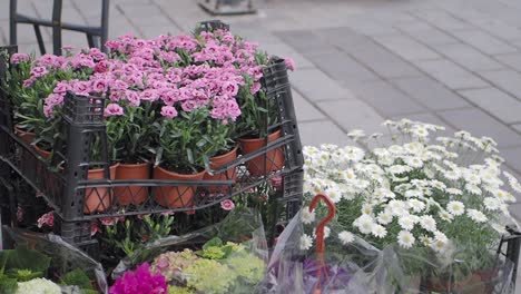 assortment of colorful flowers for sale at a street market