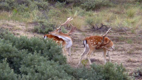 dos gamos machos con grandes astas se rascan y lamen el pelaje