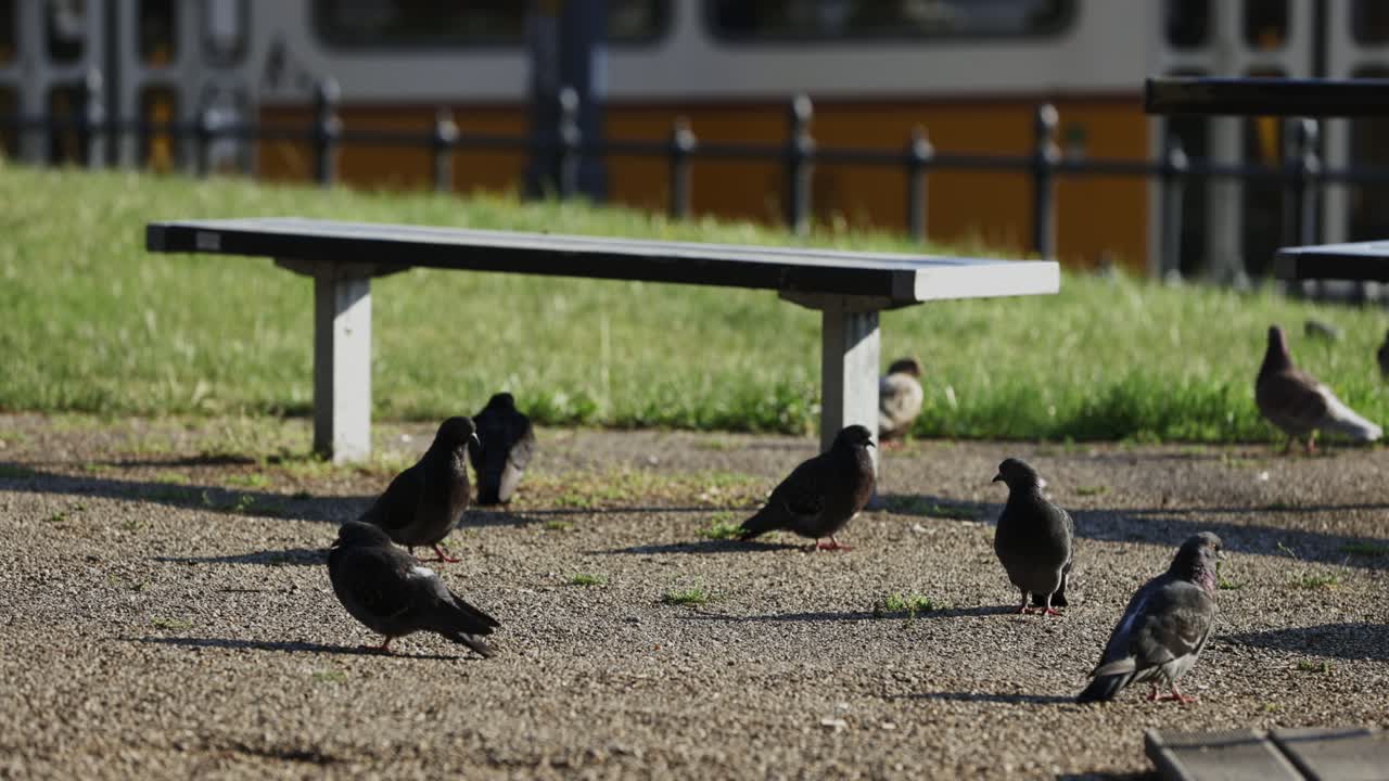 트램이 배경으로 이동하는 동안 공원의 일반 비둘기를 자세히 볼 수 있습니다.