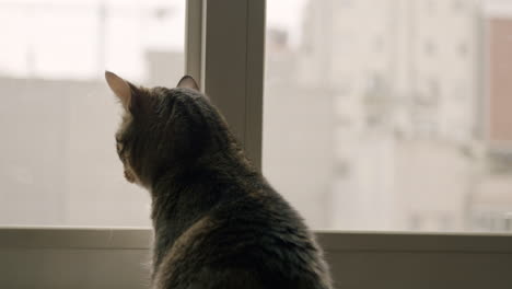 slow motion from the back of a cat looking through a window