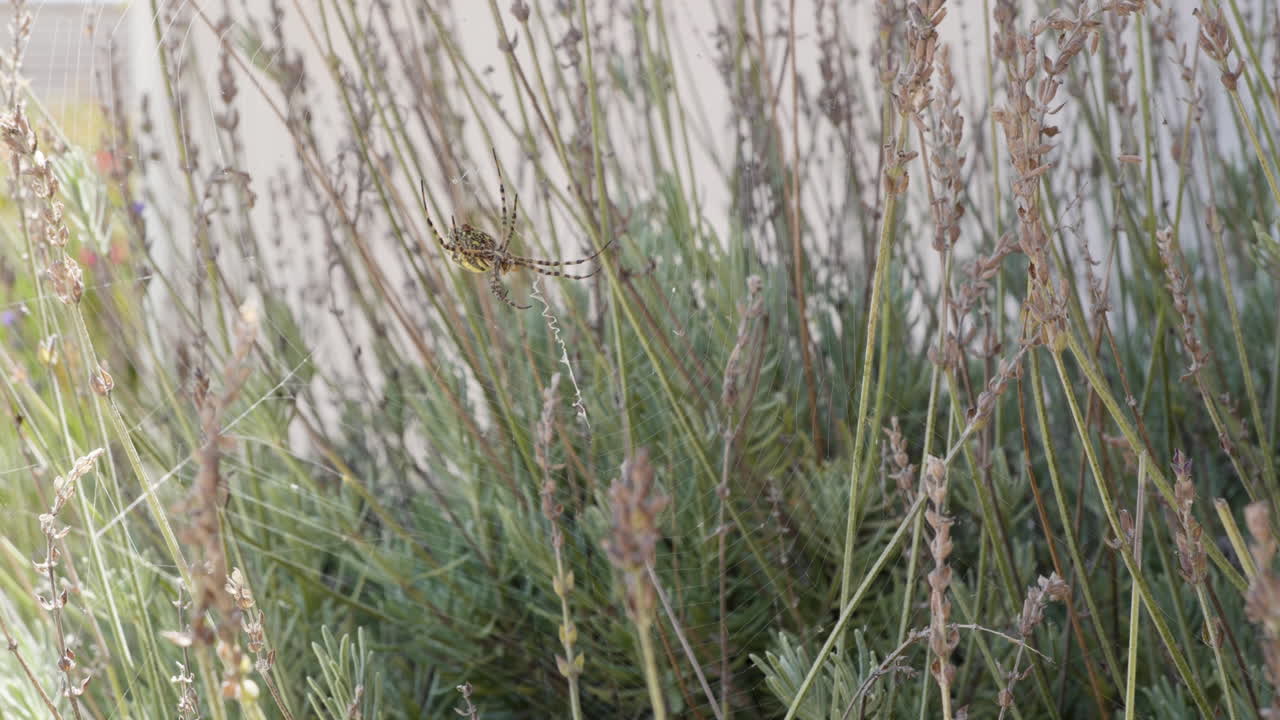 la araña amarilla come un pequeño insecto con pedipalpos y colmillos de quelíceros visibles, especie argiope lobata.