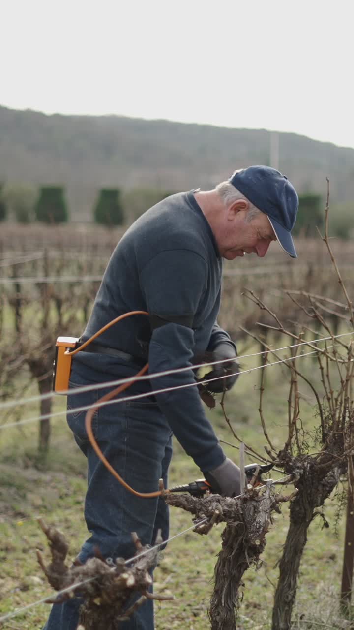 Man pruning grapevines in vineyard