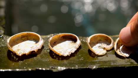 abalone shells being placed on edge of tank