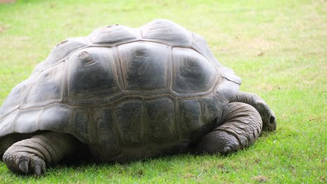 a large lazy turtle eats grass in a lying position. giant turtle eating grass