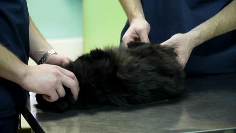 veterinarian examines the cat