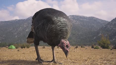 slowmotion close-up shot of a turkey grazing in the valley of dry mountain range, desert, nature in desertification