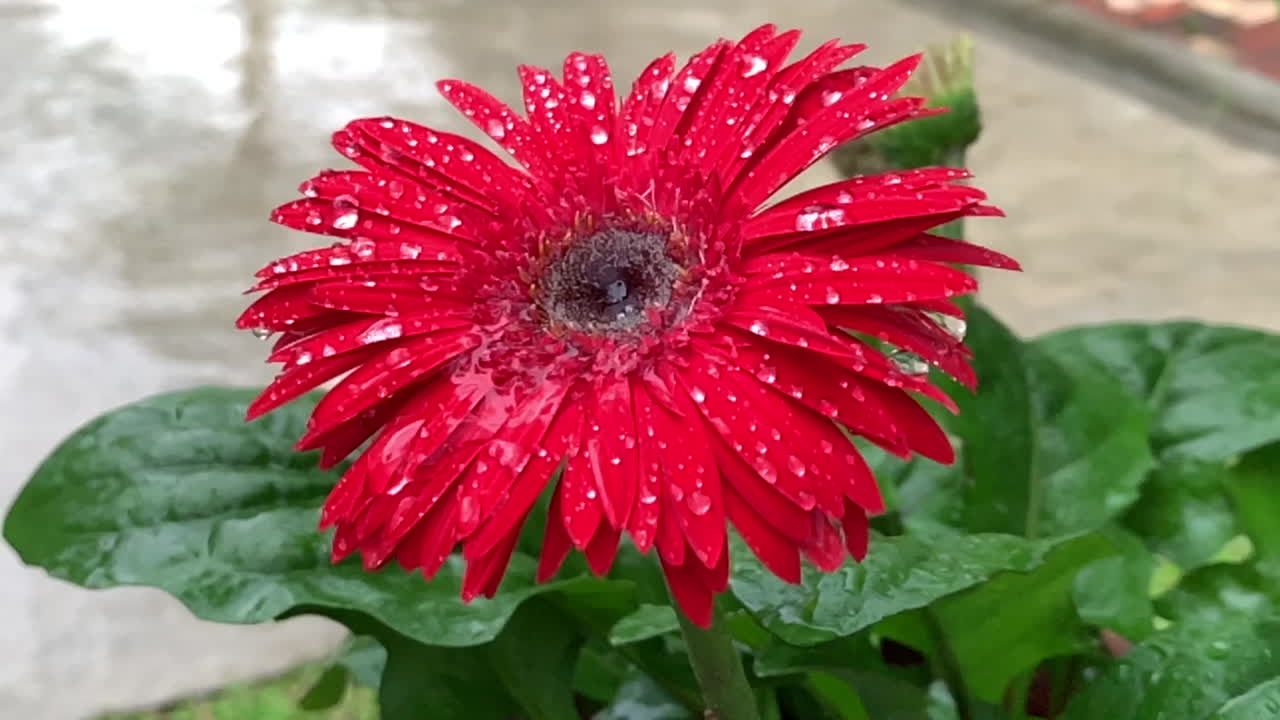 Gocce di pioggia che cadono su una margherita rossa. Un filmato in 4K. Un singolo fiore rotondo con foglie verdi ripreso in giardino mentre pioveva