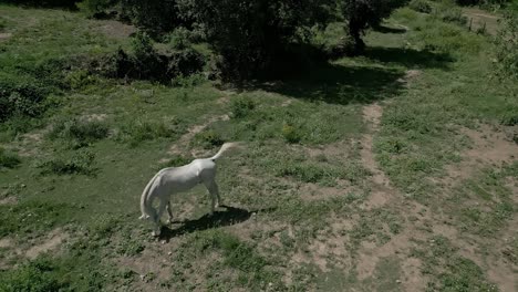 A-majestic-white-horse-stands-alone-and-then-walking-in-field,-aerial