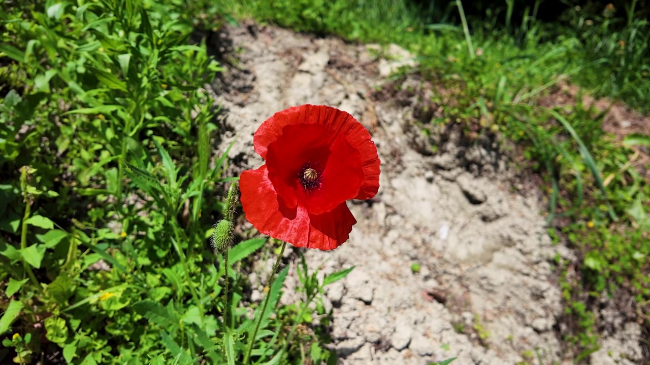 Un primo piano di un fiore di papavero rosso che ondeggia dolcemente contro un sentiero sterrato.