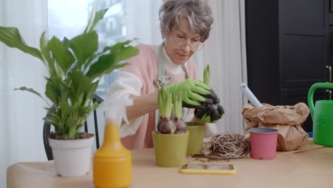 senior woman planting hyacinths at home