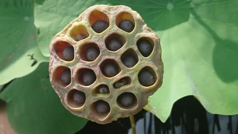 hojas de loto verde en tallo alto y semillas en agua sombría