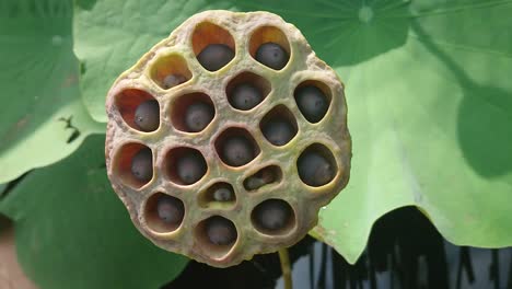 green lotus leaves on tall stem and seeds in gloomy water