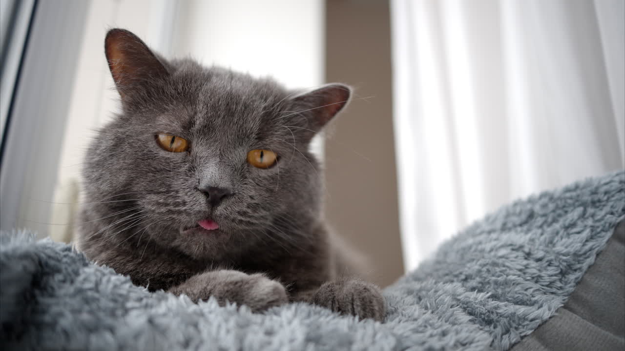 Primo piano di un gatto British Shorthair con gli occhi arancioni, sdraiato sul letto