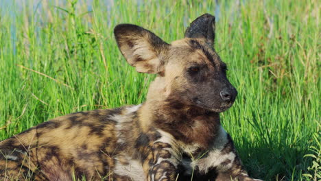 lone african wild dog lying among grass looking around in khwai wildlife sanctuary, botswana