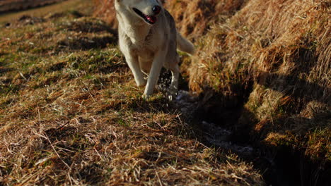 Majestic husky walking through an open alpine field at sunset, with breathtaking mountain views and golden skies in the background.