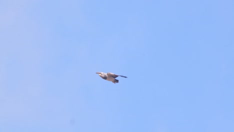 Speeding-Black-chested-Buzzard-Eagle-gathering-pace-in-the-sky-against-a-blue-background