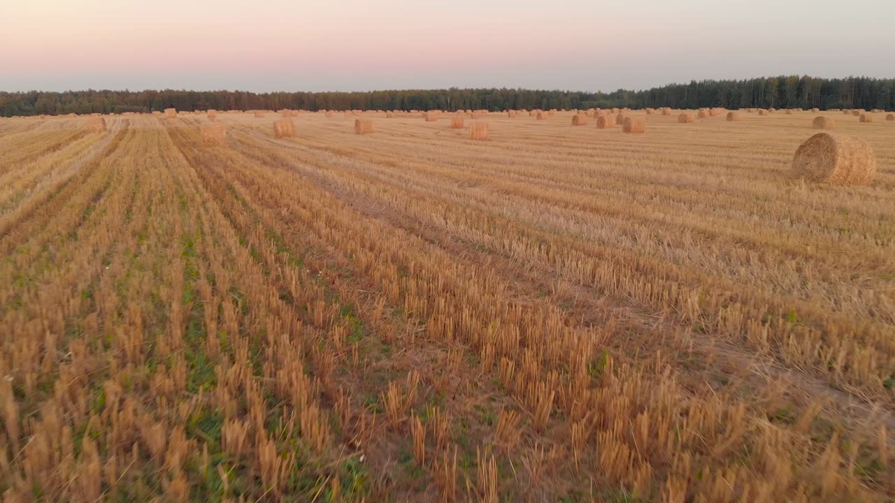 muchos rollos de paja en las tierras de cultivo después de la cosecha de grano. vista aérea desde arriba