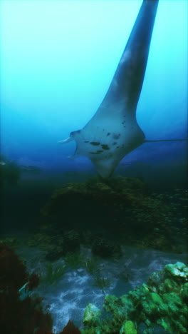 a large manta ray swims through a coral reef