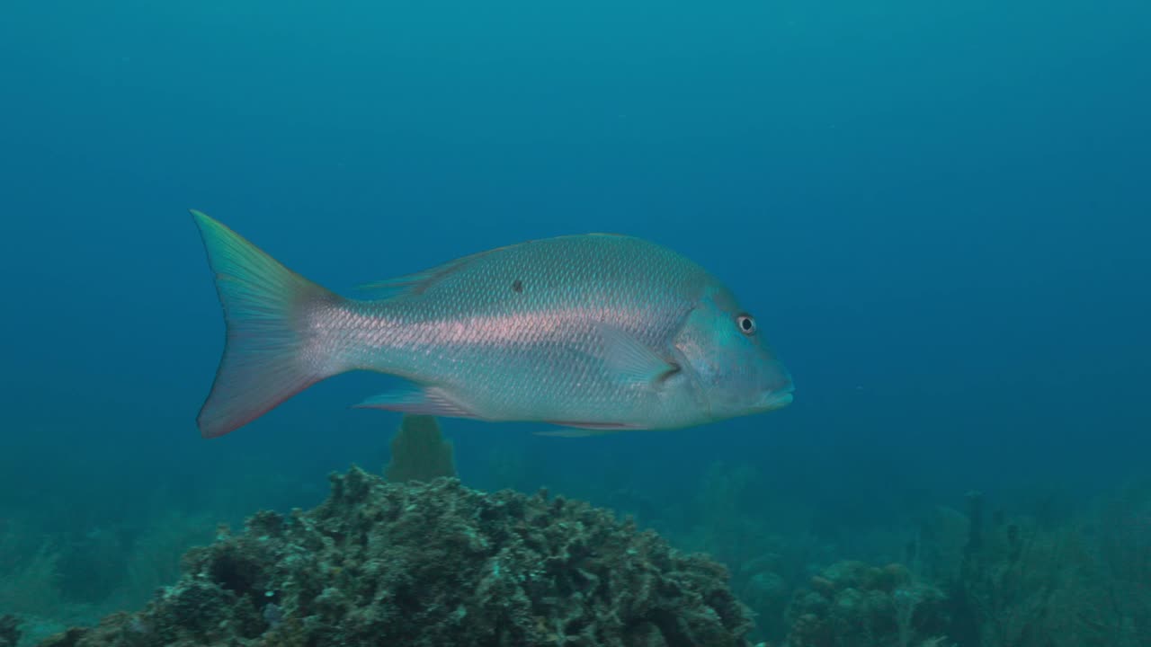 Mutton Snapper Swimming Over Vibrant Coral Reef — Tropical Predator and Schooling Fish Moving Gracefully in Scenic Underwater Habitat — Captured in Stunning 4K 60 FPS for Stock Footage