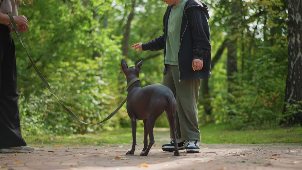 White Boy And Woman With Curious Dog Sniffing Along Leafy Trail, Dog Explores Ground And Smells While Adults Steady Leash, Green Woodland Backdrop, Attentive Boy Offers Gentle Guidance