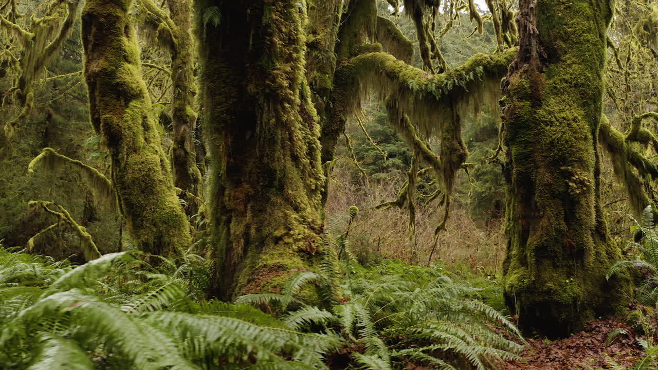 bosque tropical de hoh en washington, troncos de árboles de musgo y helechos en el parque nacional olímpico
