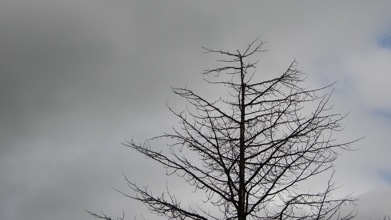 움직이는 시간 경과 구름을 배경으로 죽은 키 큰 소나무