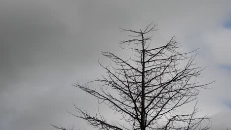 pino alto muerto contra un telón de fondo de nubes de lapso de tiempo en movimiento