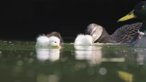 baby ducks swimming in a pond